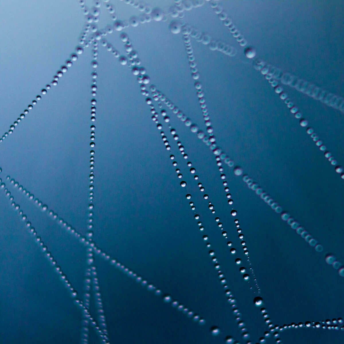 Close-up of a spider web covered in morning dew drops, creating an intricate pattern of connected water beads against a soft blue background