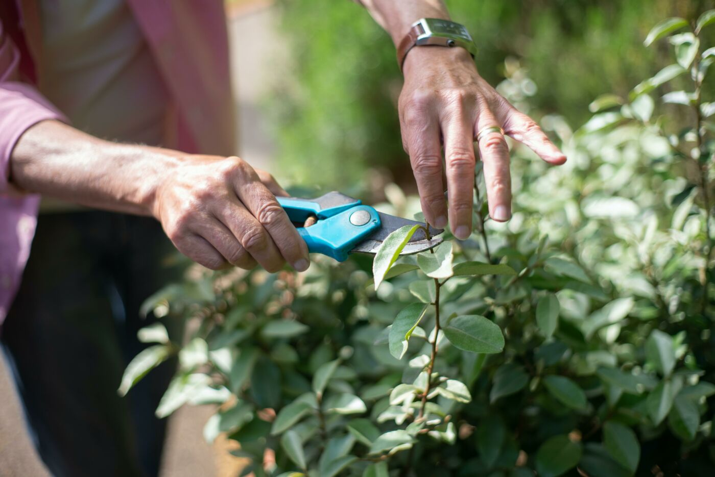 Close up of one hand holding a pruning sheers and another holding a branch of a bush to clip.