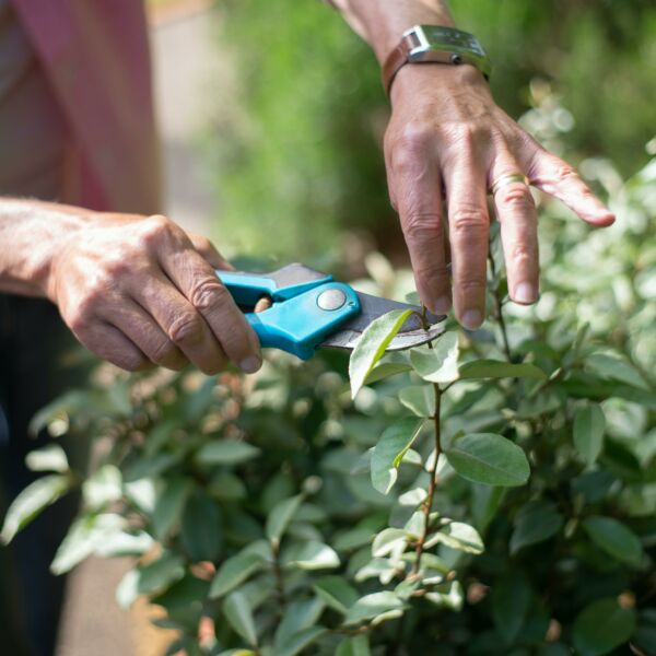 Close up of one hand holding a pruning sheers and another holding a branch of a bush to clip.